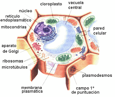 Célula Vegetal Biologia Celular InfoEscola - imagens de uma celular vegetal
