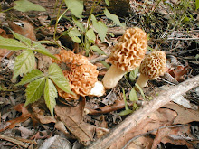 morel