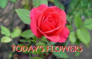 [Today's+flowers+rose.JPG]