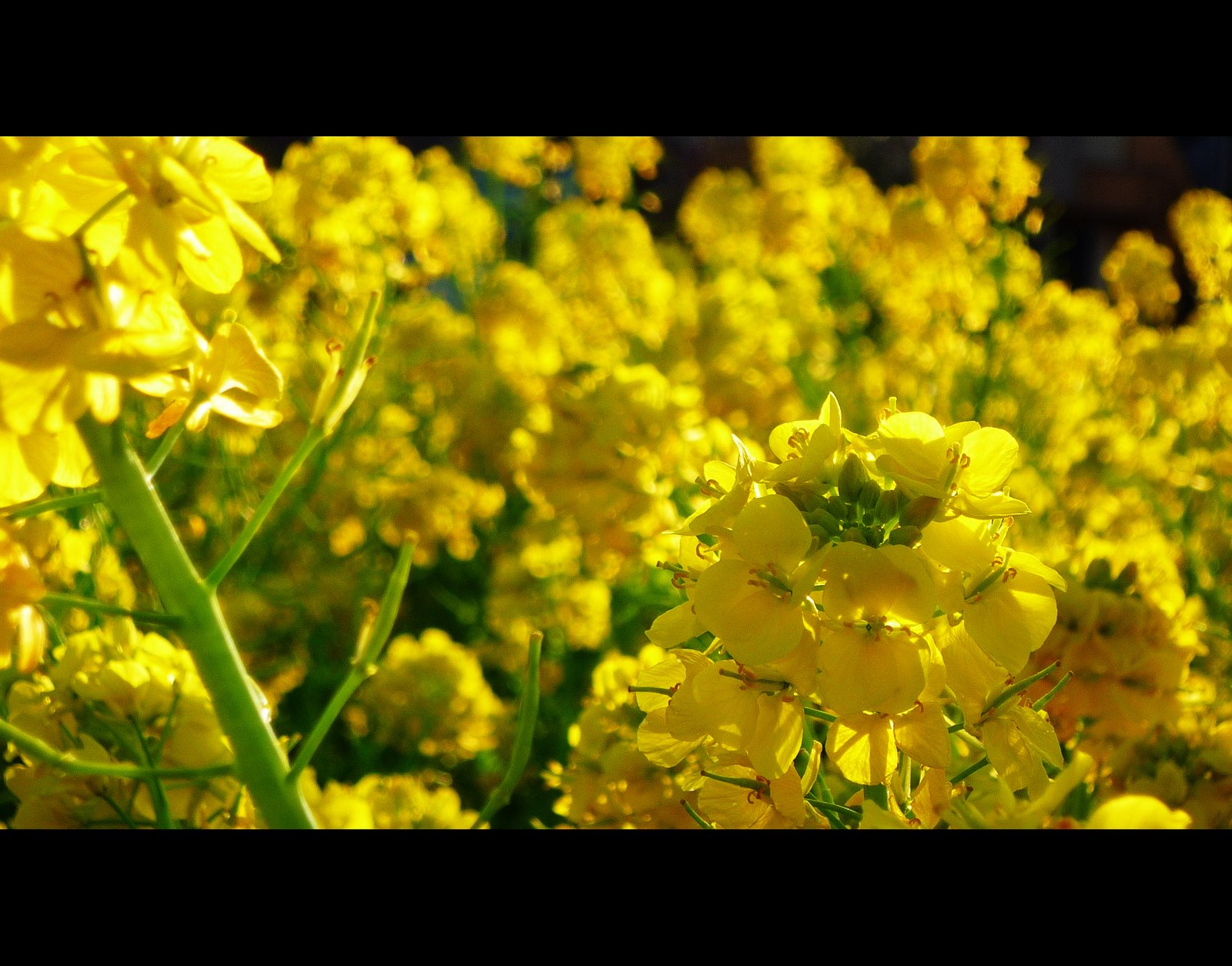 [Field+Mustard+032109.jpg]