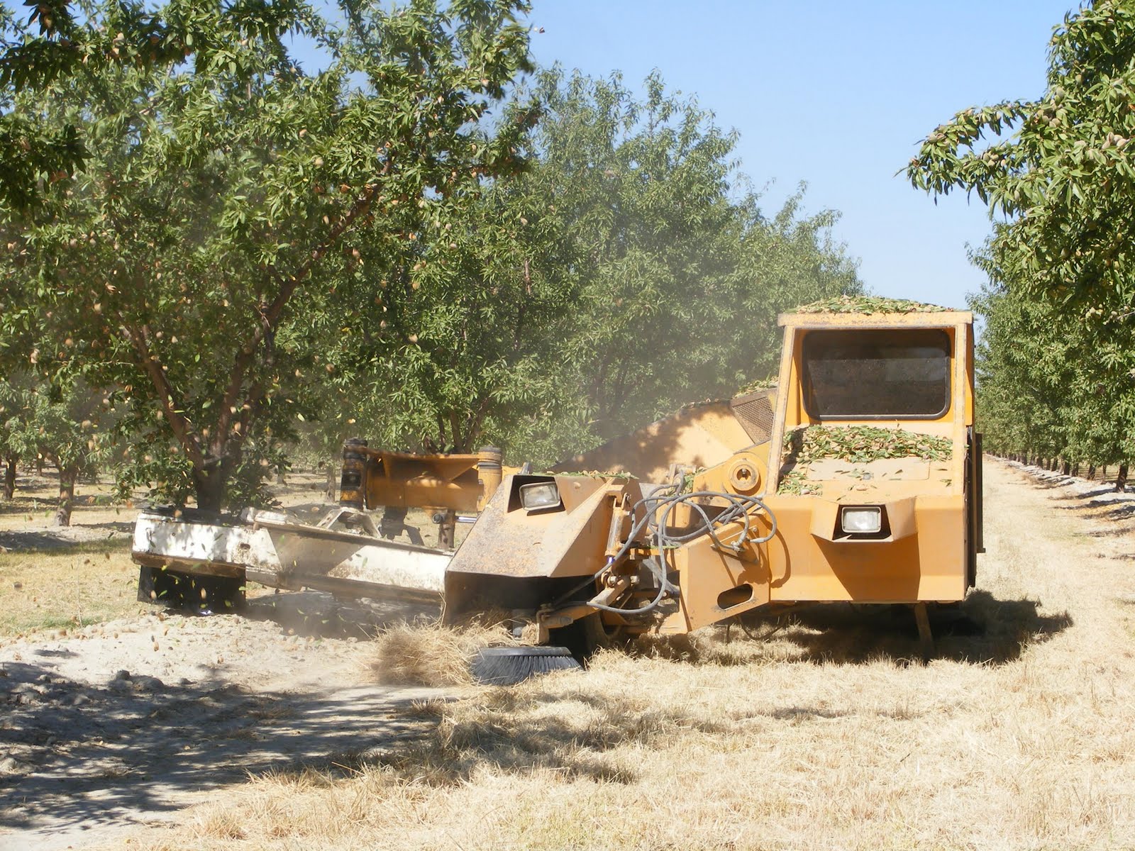 Almond Harvesting