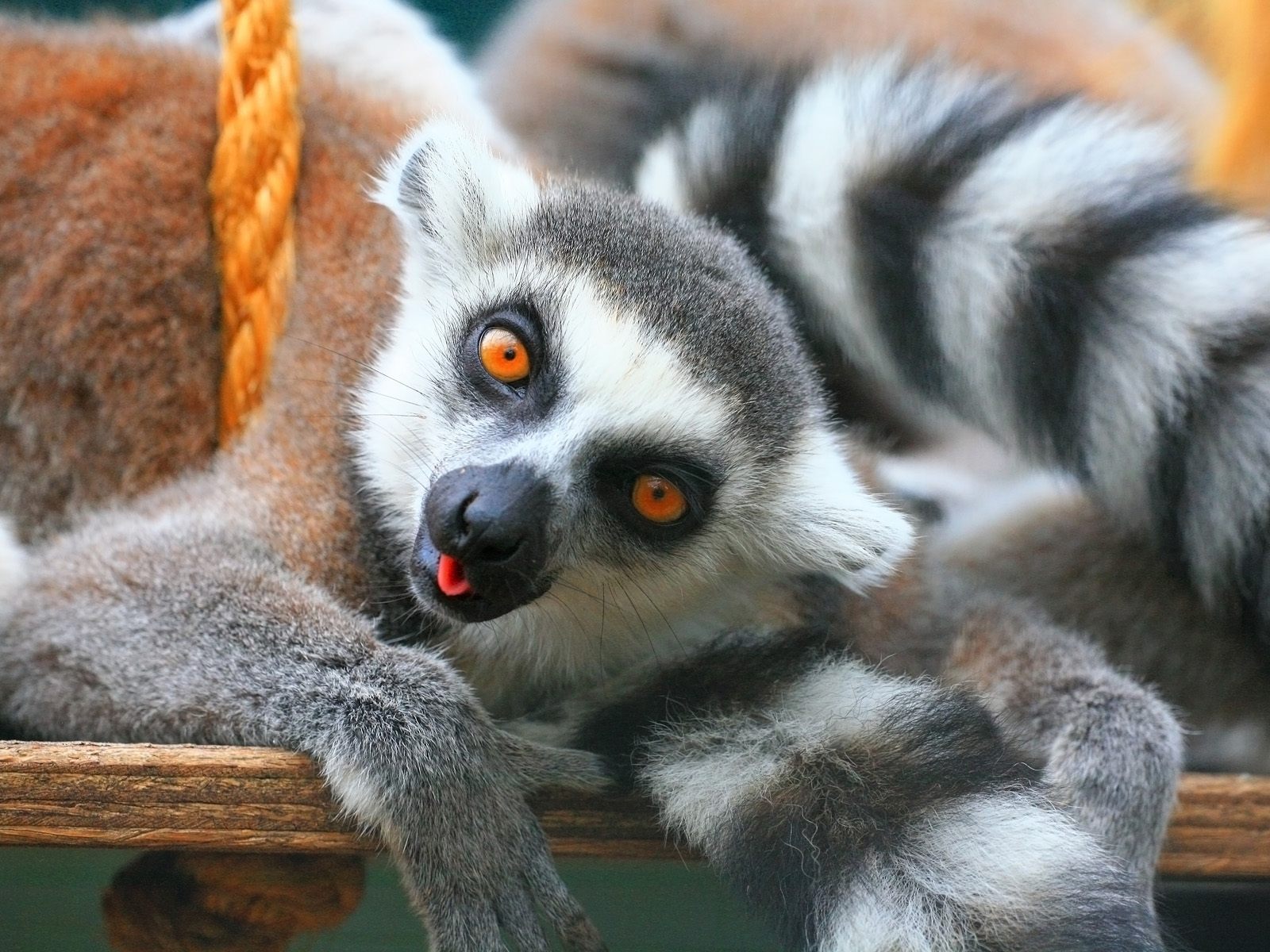 animals pics funny