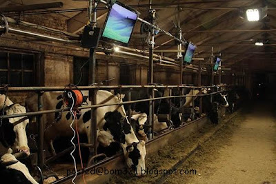 television-for-cows