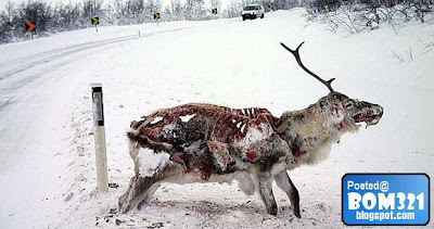Haiwan Mati Kesejukan Di Salji !