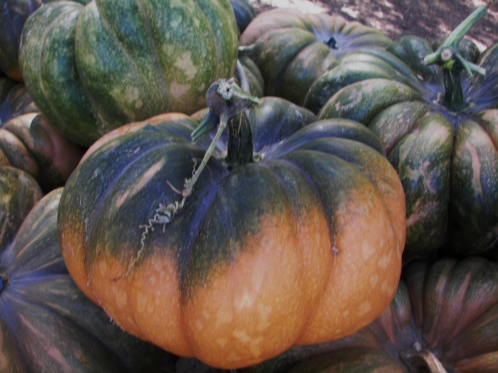 [pumpkin+farm+080.JPG]