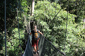 canopy walkway