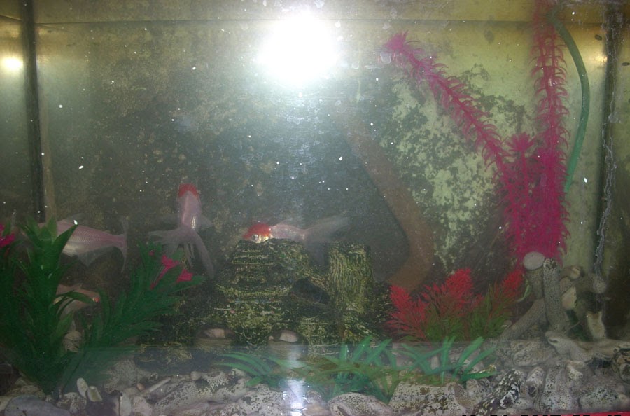 Image Result For Aquarium Pet Shop Image Result For Aquarium Pet Shop