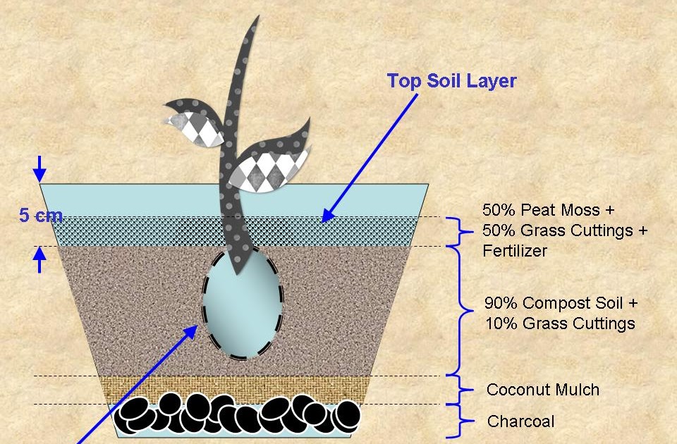ROSE GROWING in Malaysia Soil Mix Transplanting