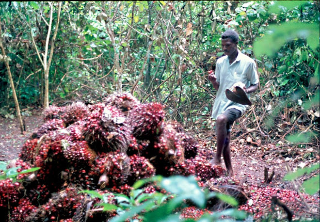 palm nuts - near Vaama (Nongowa) - Patrick Garlough