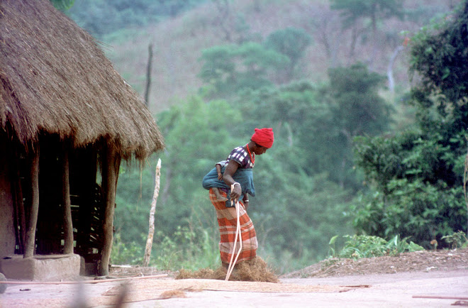 drying rice in Kuranko village of Sokurella