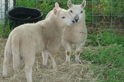 [tn_new+ram+lambs.jpg]