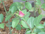 First rose in mommy's garden!