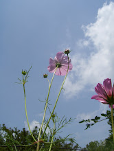 Cosmos Against the Sky