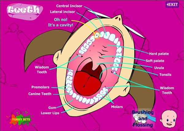 My Online Guide: Parts of Mouth and Teeth