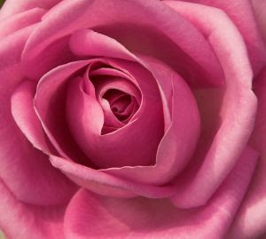 pink rose means