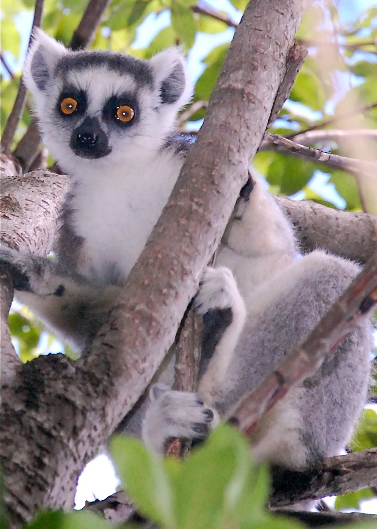Mad Science More Fun than You Can Shake a Really Long Black and White