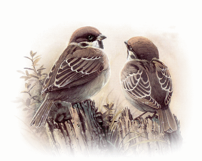 http://1.bp.blogspot.com/_lddFFu6s4yQ/Sf4pNUCnxQI/AAAAAAAATpk/KEeqmS1
jd2Q/s400/ptaki.gif