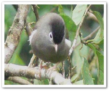 [Speirops+lugubris.JPG]