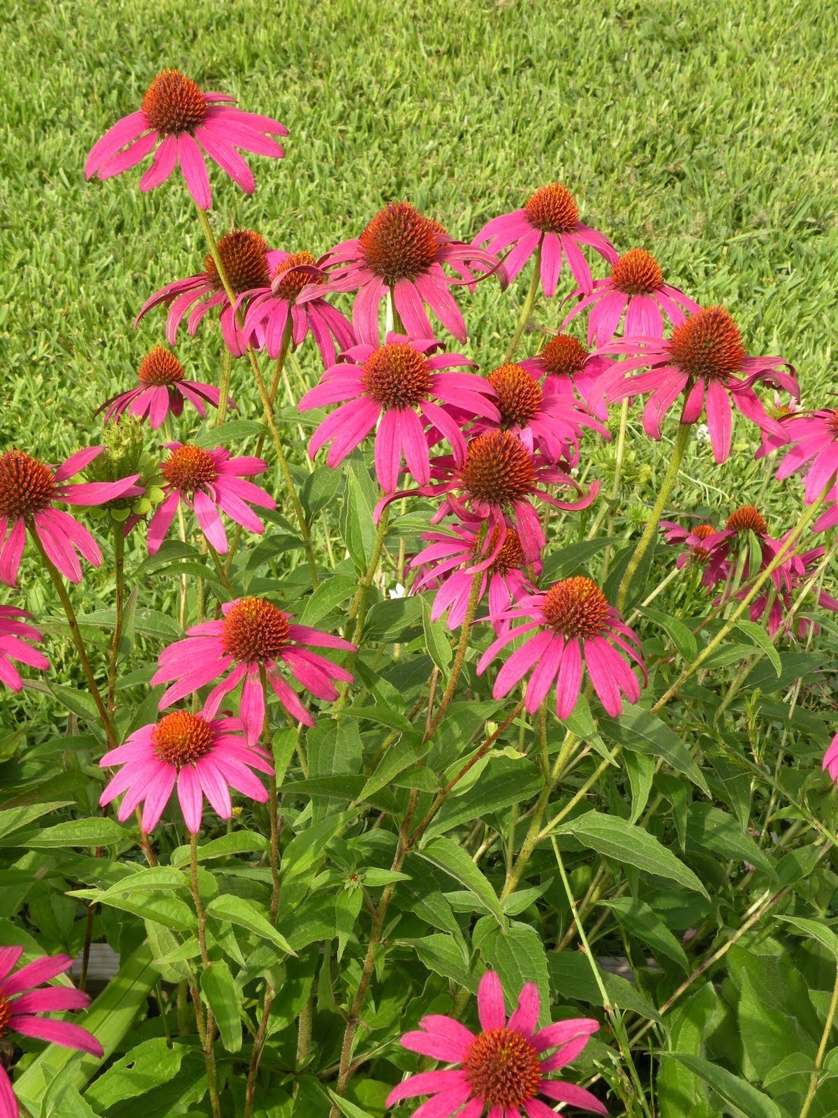 Mary's Louisiana Garden Purple Coneflowers