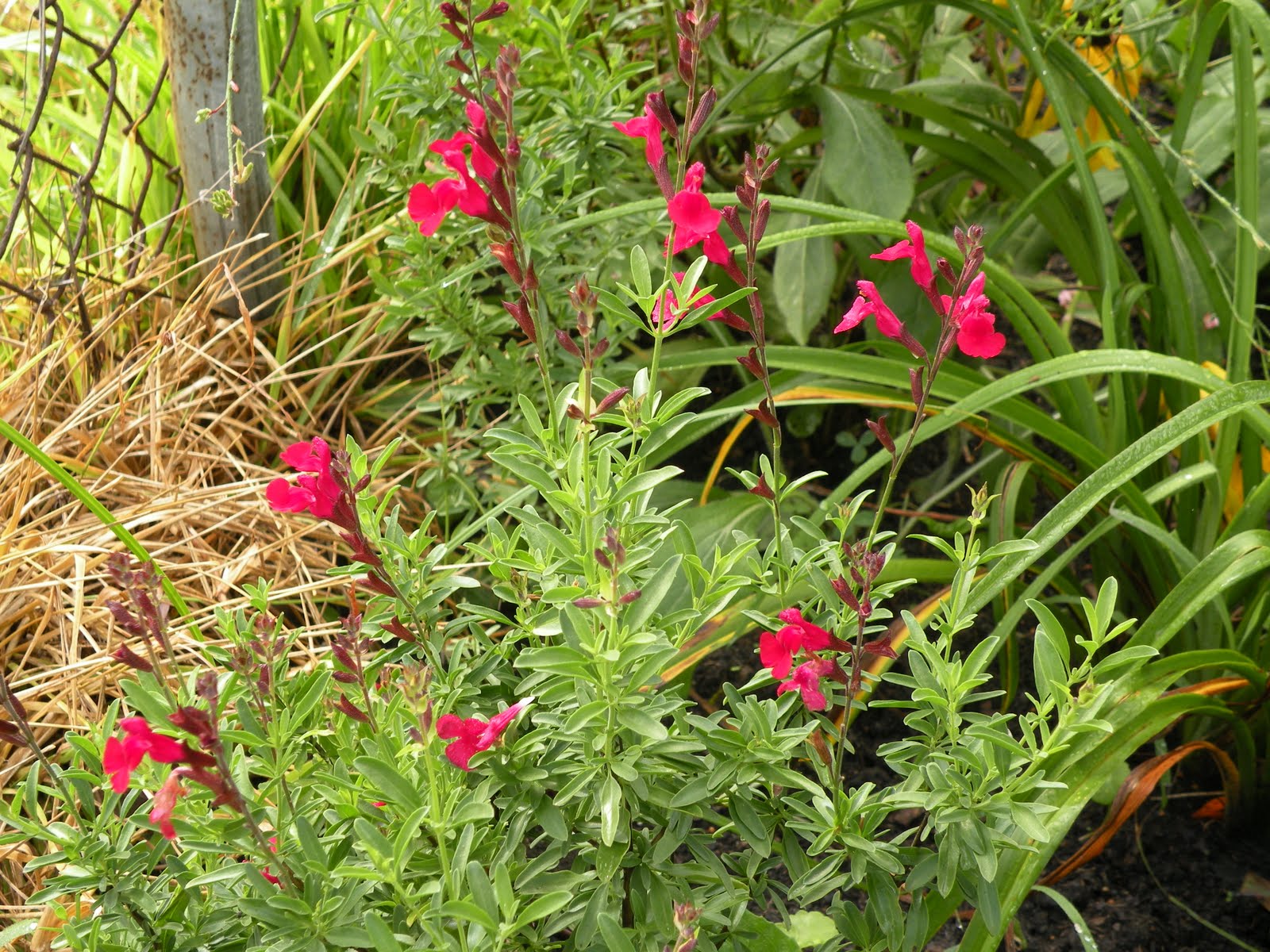 Mary�s Louisiana Garden Autumn Sage