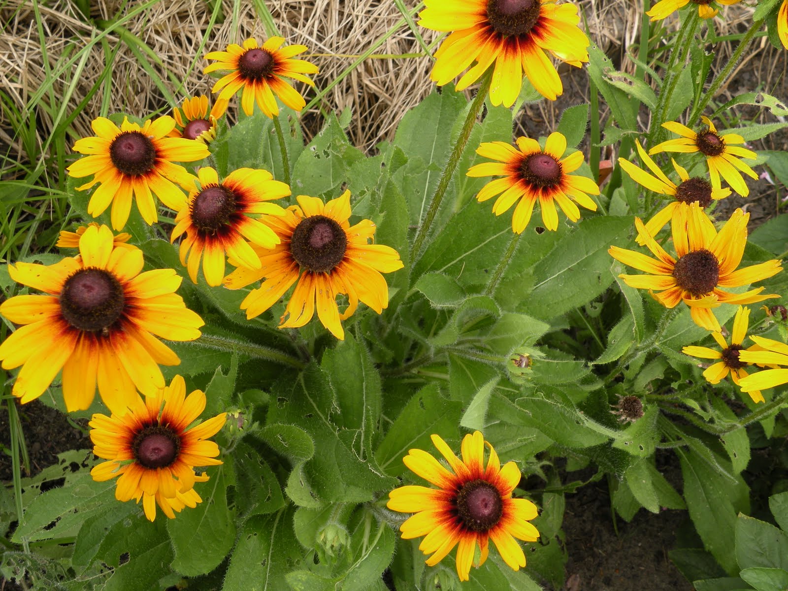 Mary's Louisiana Garden Summer days