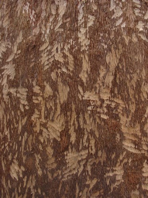 Pattern left by beaver teeth on a tree