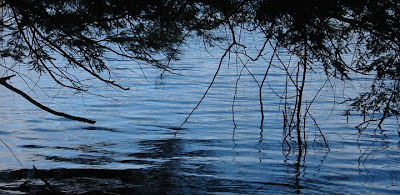 View of water from under a hemlock tree whose branches are almost touching the water