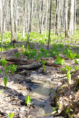 Skunk cabbage at Mill River Park in Amherst, Mass