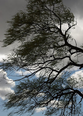 Willow tree branches against sky