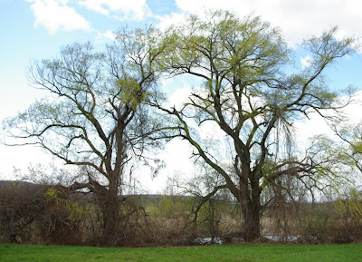 Willow trees at the UMass McGuirk stadium field in Amherst, Massachusetts