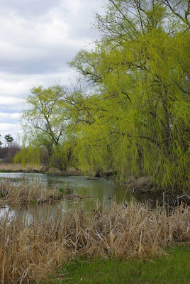 Willow trees along brook at UMass McGuirk stadium field