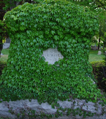 Vine covered headstone at the Forestdale Cemetery in Holyoke, Mass