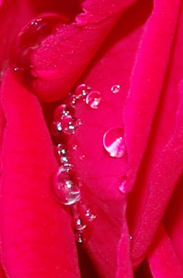Water droplets on a red rose petal
