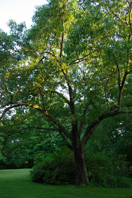 A beautiful oak tree that is dying