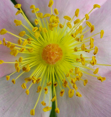 Multiflora Rose flower close up