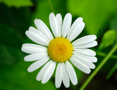 Close up of a white Daisy