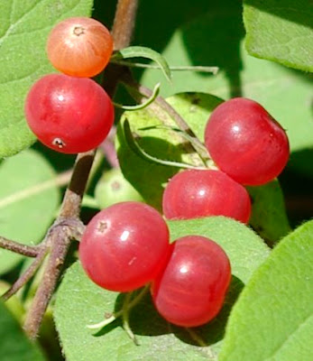 Honeysuckle Berries