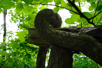 Close up of large Oriental Bittersweet Vine that is approximately 14 in diameter