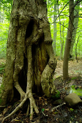 Hollow tree at Joseph Allen Skinner State Park in South Hadley, Mass