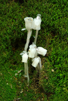 Indian Pipe plant growing on moss covered tree