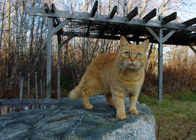 Peace Pagoda's handsome orange cat