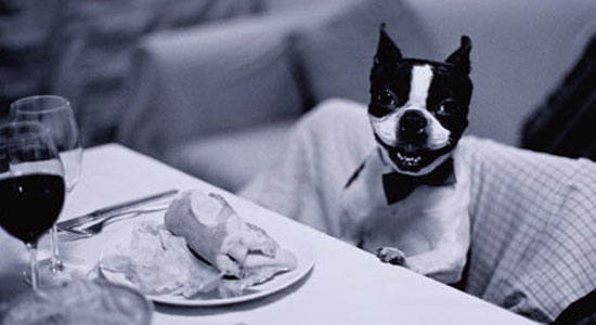 [dog+at+table.jpg]