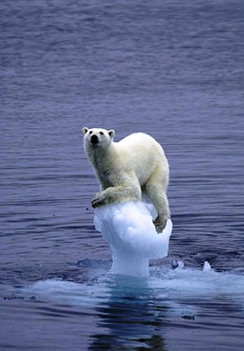 [drowning+polar+bear.jpg]