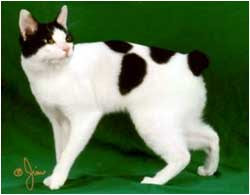 Mi Gato Razas De Gatos