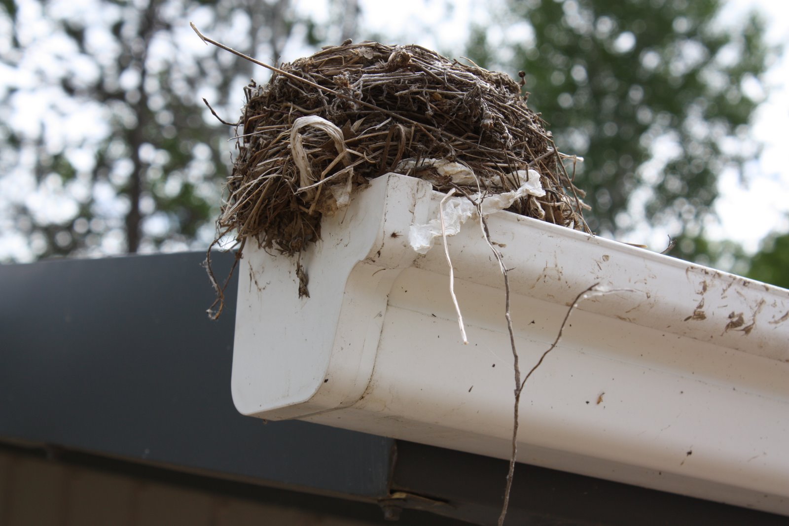 lil fish studios Gutter Birds