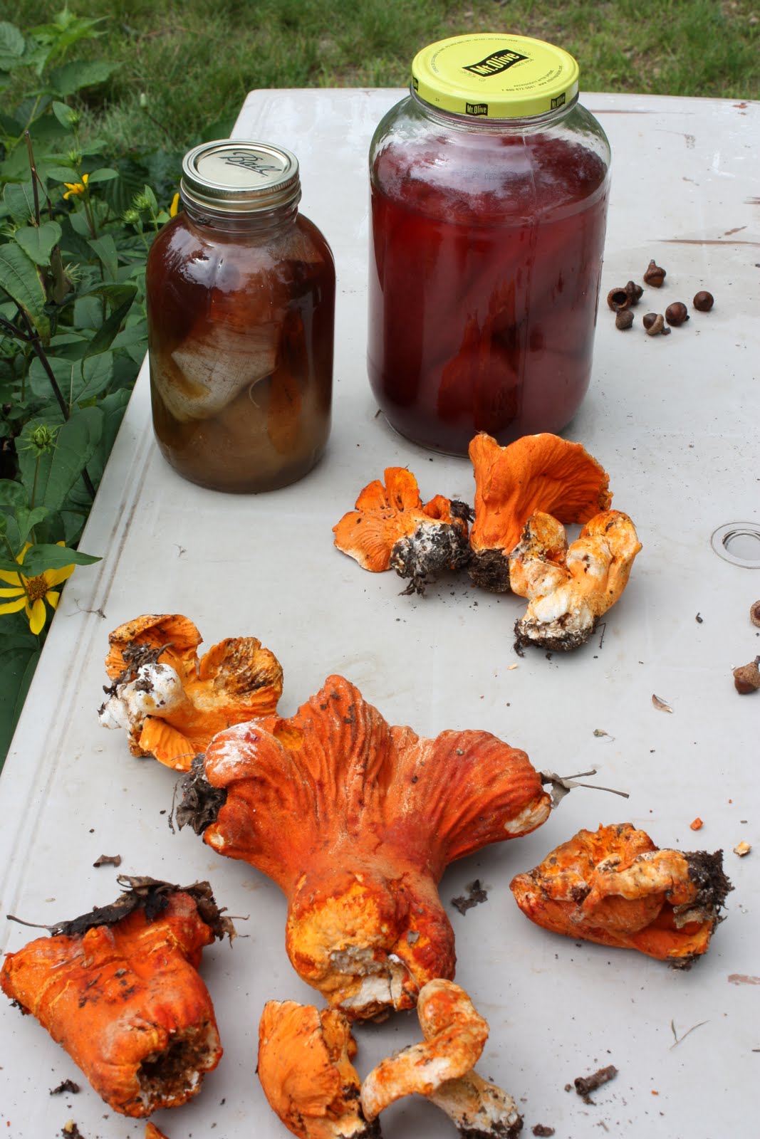 lil fish studios: Dyeing With Mushrooms