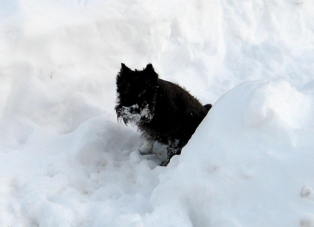 [SnowFuzzle.JPG]