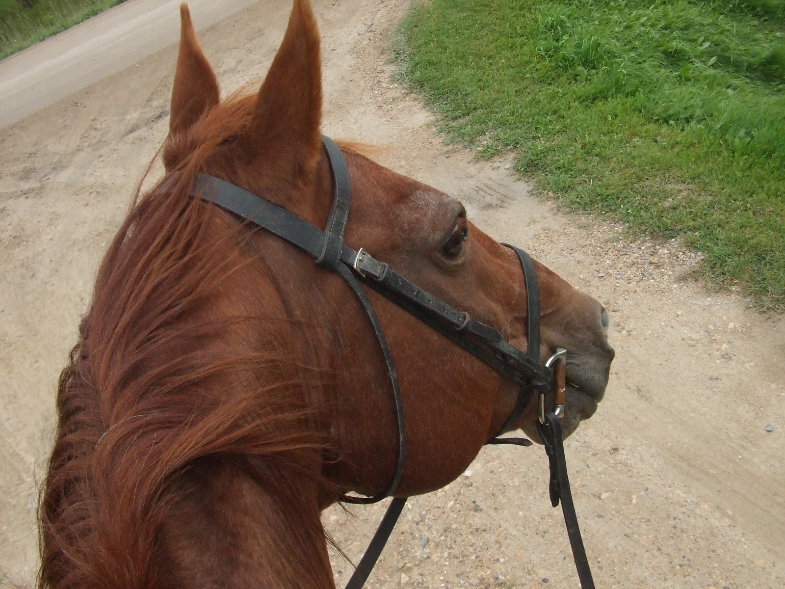 Quarter Horse Dressage Starting out in English with Dollar