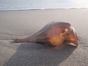 A late December walk on the beach, feet exposed to sand and snow and sea, . (seashell)