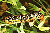 Lepidoptera Sphingidae